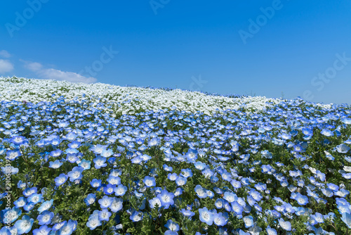 Nemophila, flower field at Hitachi Seaside Park in spring, Japan photo