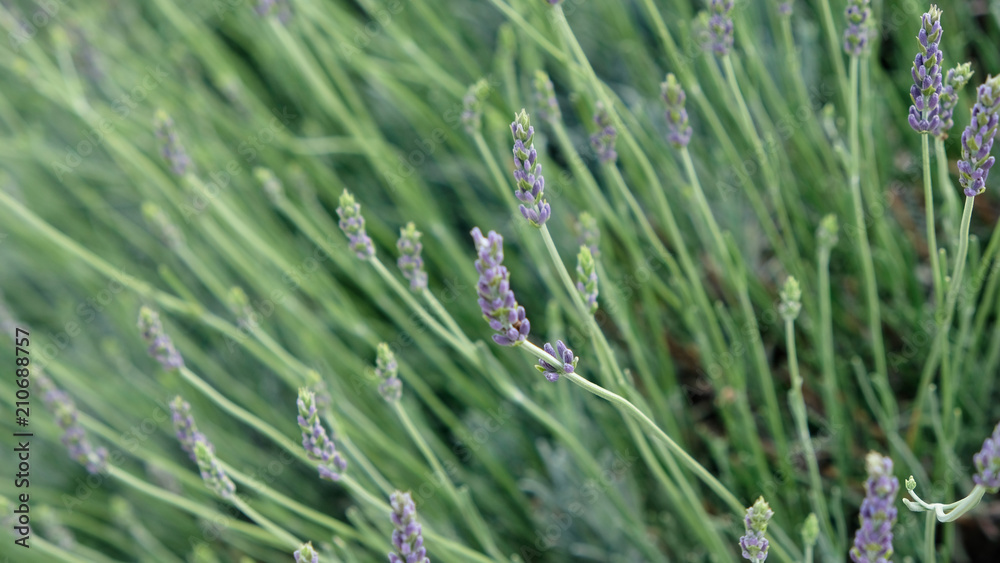 Lavender field in sunlight. Lavender field in sunlight.