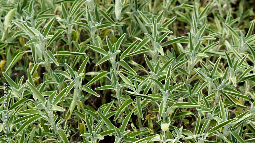 Fototapeta premium Sage plant