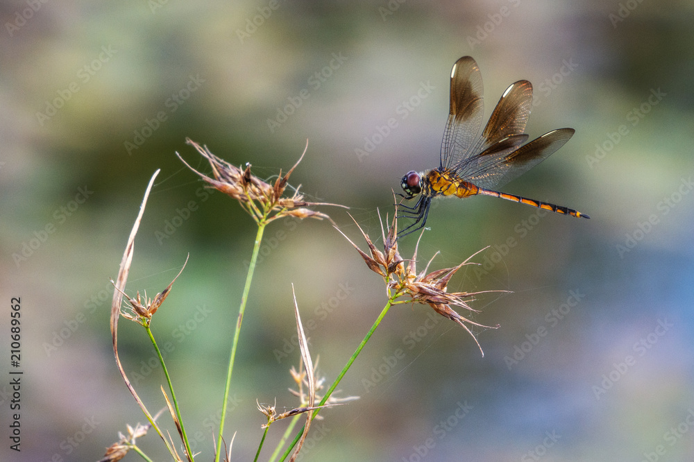 Halloween pennant dragonfly on some wildflowers! Halloween pennant dragonfly on some wildflowers!
