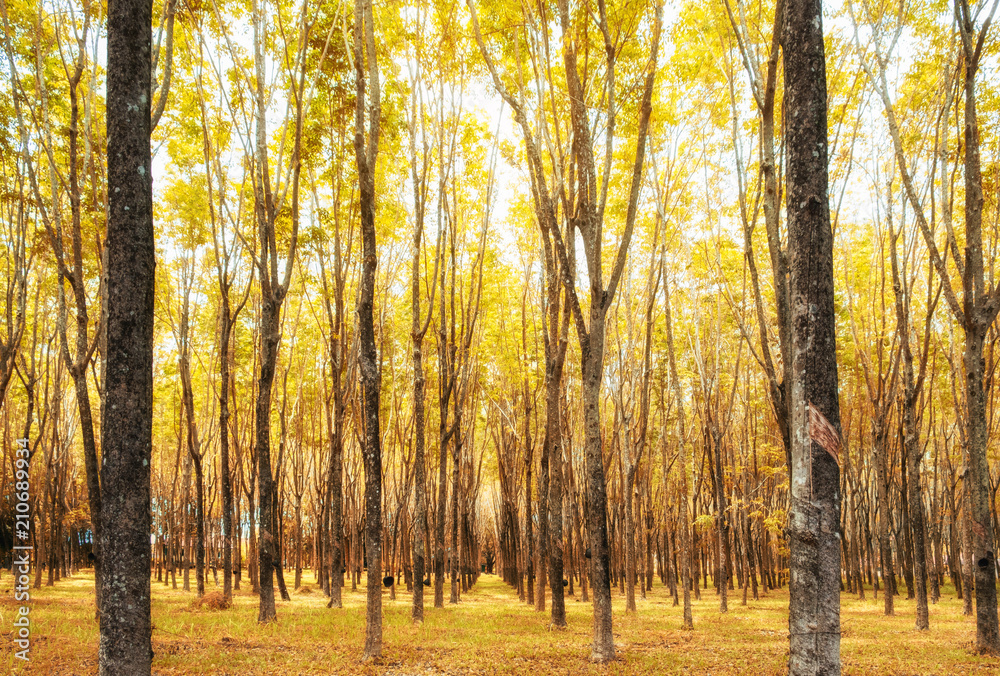 Fototapeta premium Rubber tree, hevea brasiliensis golden yellow in shady plantation