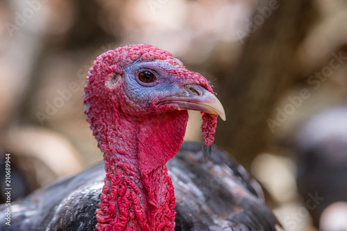 Turkey head close-up