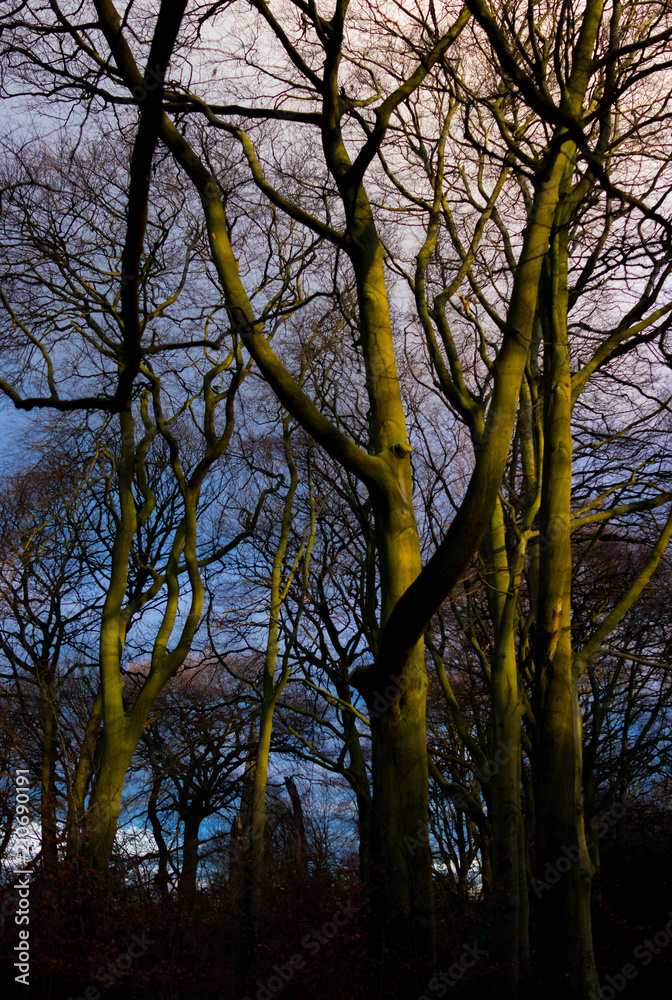 The Forest The Forest