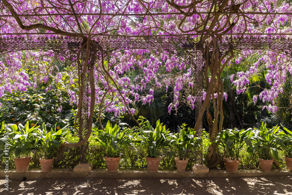 Arbor with pots and flowers wisteria