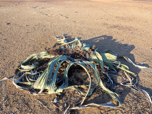 Blooming Welwitschia mirabilis in the desert of central Namibia photo