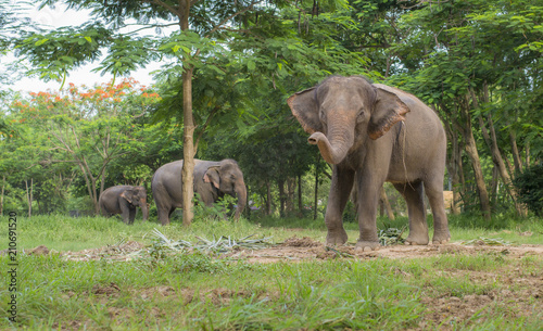 Elephants in the forest
