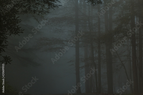 Gloomy, spooky trees standing in the fog or mist.