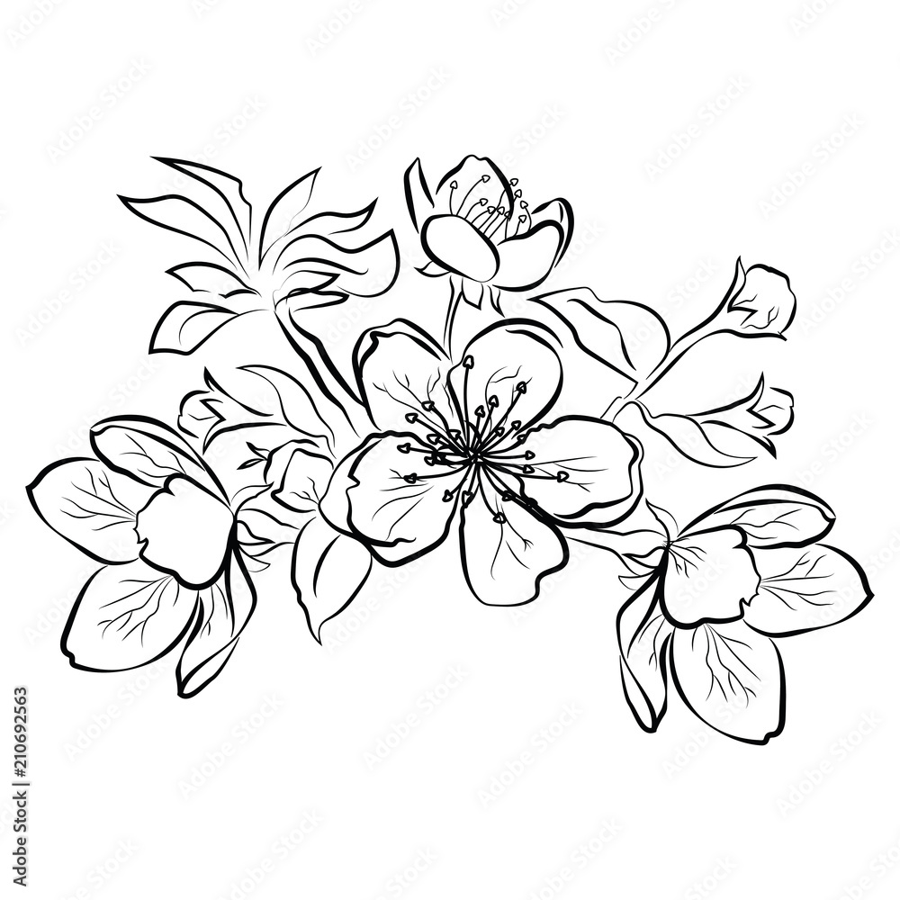 Plakat Blooming cherry. Sakura branch with flower buds. Black and white drawing of a blossoming tree in spring. Logo with Japanese cherry blossoms. Tattoo. Linear Art.