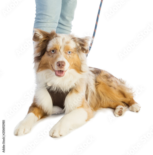 american shepherd layer and leashed with a harness photo