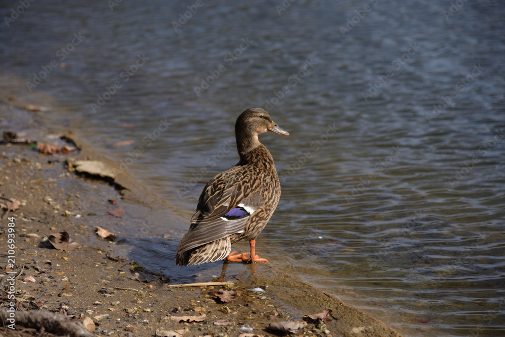 Duck