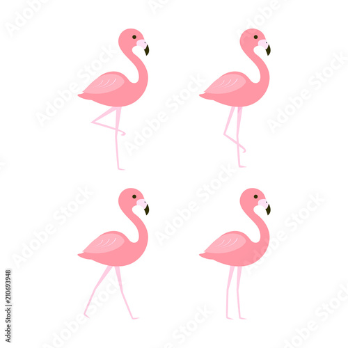Pink flamingo vector illustration 
