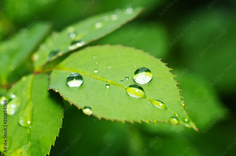 Beautiful nature background with morning fresh drops of transparent rain water on a green leaf. Drops of dew in the green leaves. Droplets outdoors in summer in spring close-up macro. Beautiful nature background with morning fresh drops of transparent rain water on a green leaf. Drops of dew in the green leaves. Droplets outdoors in summer in spring close-up macro.