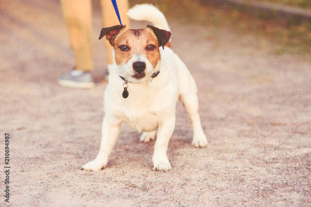 Dog pulling leash don't want to go home from walk