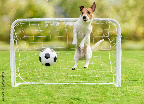 Fototapeta Naklejka Na Ścianę i Meble -  Upset goalkeeper conceded goal and lost football (soccer) match