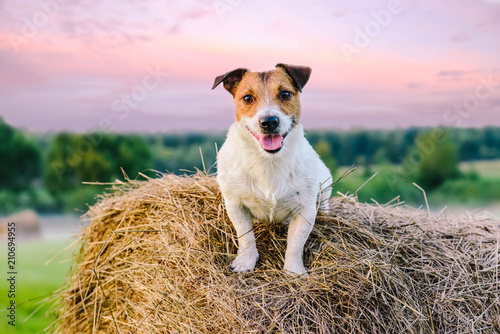 Rustic scene with farm dog on haystack at sunset