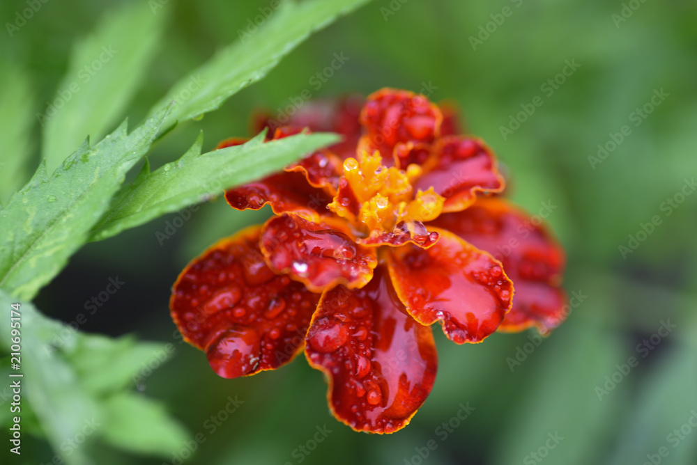 Flower marigold garden drop rain Flower marigold garden drop rain