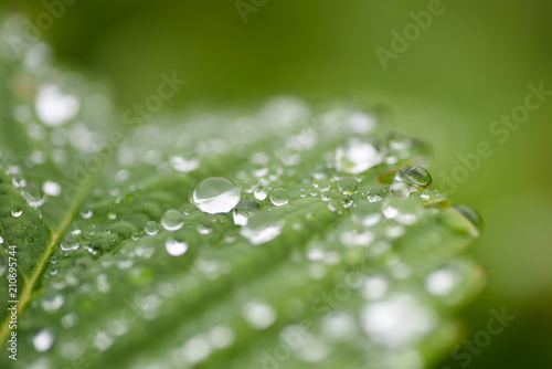 Drop rain macro water 