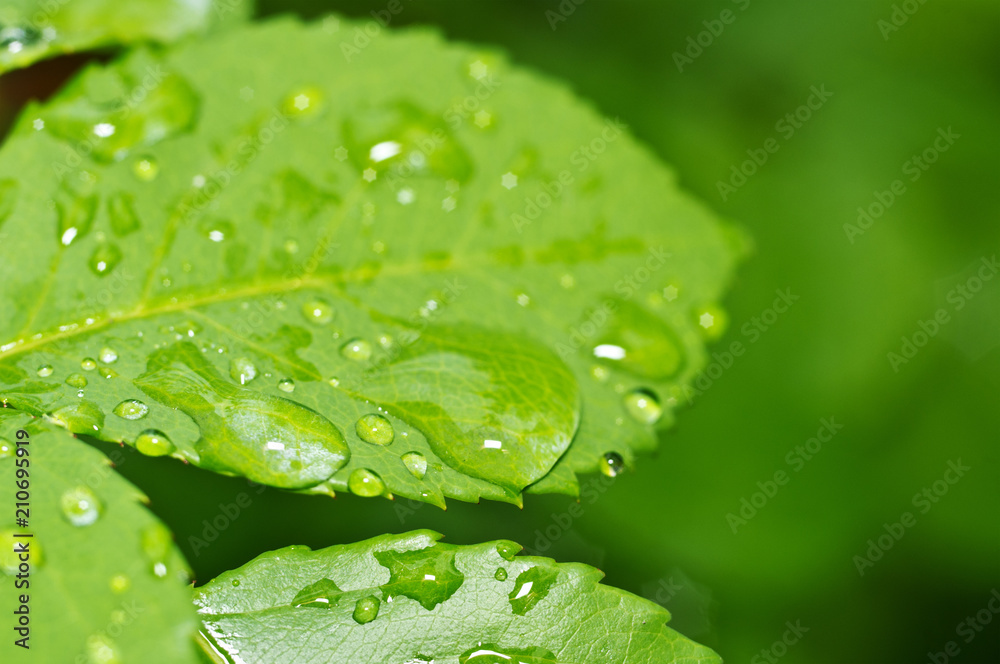 Fototapeta premium Beautiful nature background with morning fresh drops of transparent rain water on a green leaf. Drops of dew in the green leaves. Droplets outdoors in summer in spring close-up macro. 