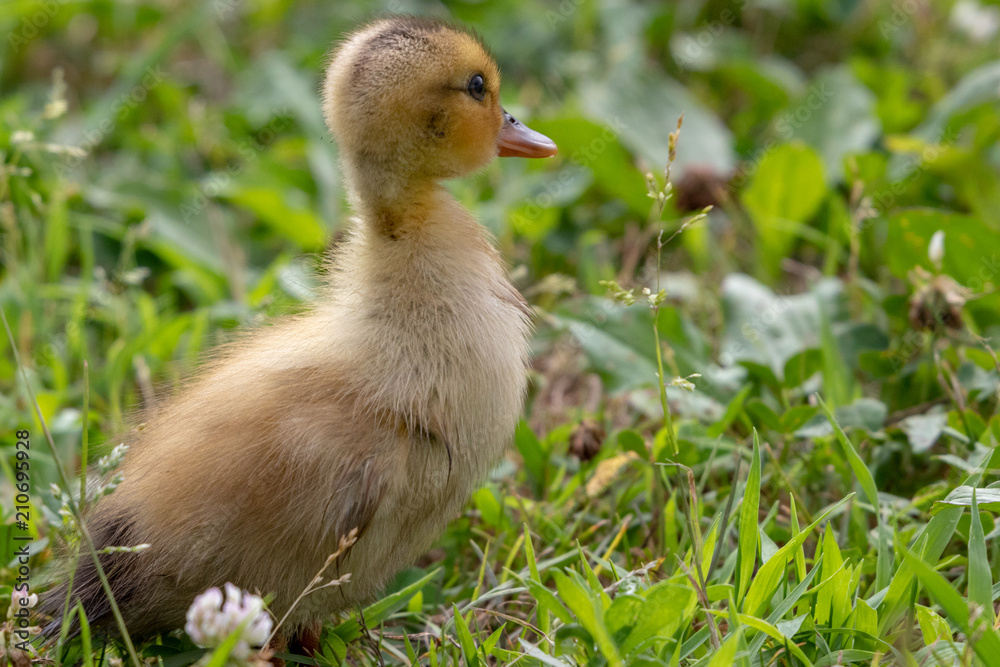 Obraz premium The baby birds of Grey duck in the Toneri park in Tokyo, Japan / Toneri park is a public park in Tokyo