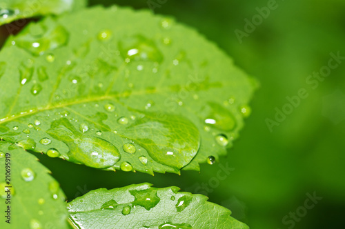 Beautiful nature background with morning fresh drops of transparent rain water on a green leaf. Drops of dew in the green leaves. Droplets outdoors in summer in spring close-up macro. 