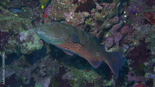 Cleaner wrasse fish cleaning the Red sea coral grouper at cleaning station