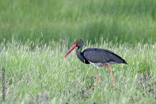 Schwarzstorch (Ciconia nigra) photo