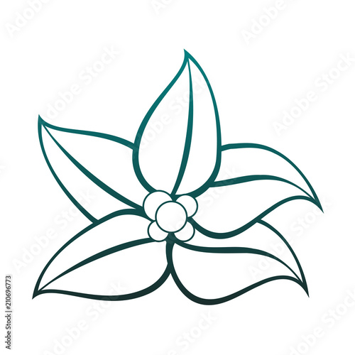Beautiful flowers isolated vector illustration graphic design