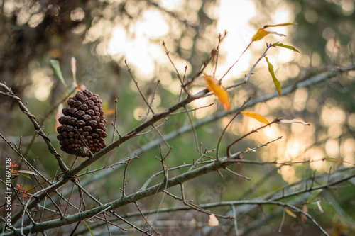 Pinecone Sitting on a Branch 02