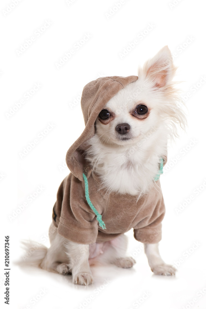 Chihuahua im Kapuzenshirt isoliert auf weißem Grund Chihuahua im Kapuzenshirt isoliert auf weißem Grund