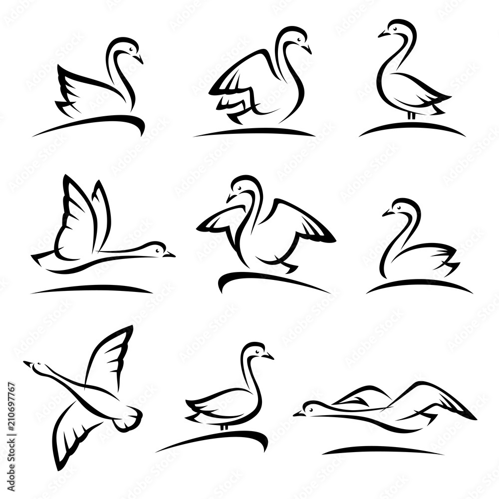 Obraz premium Swan set. Vector