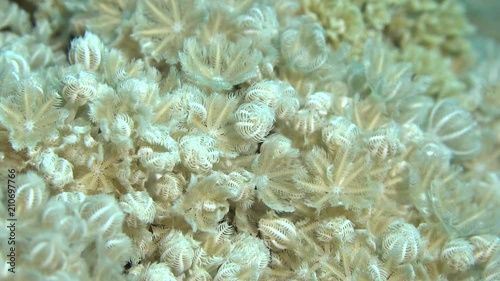 soft coral umbrella xenia pulsing - Xenia umbrellata, Red Sea photo