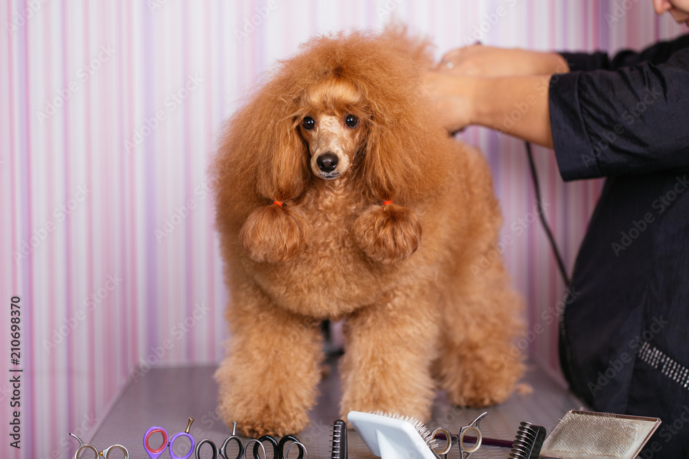 Dog grooming process. Red dwarf poodle sits on the table while being brushed and styled by a