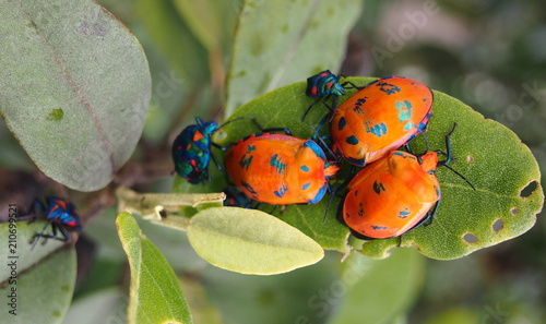 Hibiscus Harlequin Bug, Tectocoris diophthalmus in Sydney, Australia photo