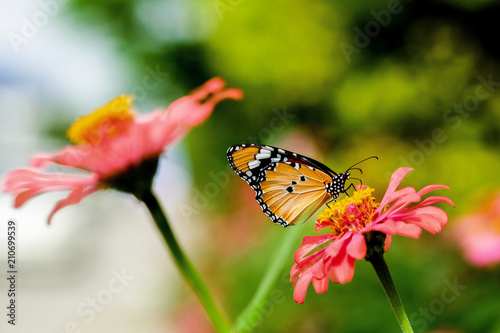 Monarch Butterfly. A monarch butterfly feeding on pink flowers in a Summer garden.