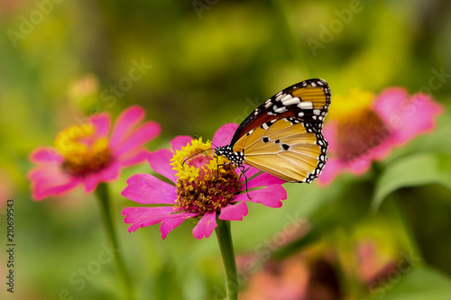 Monarch Butterfly. A monarch butterfly feeding on pink flowers in a Summer garden.