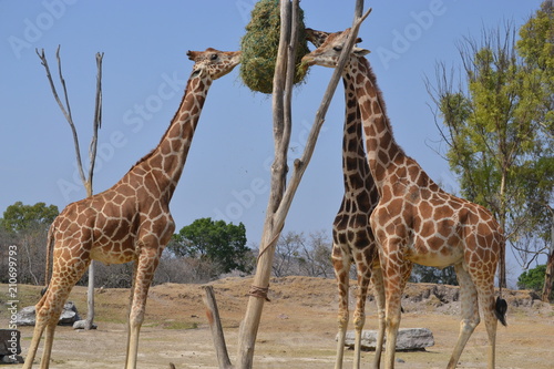 Photography Giraffes eating