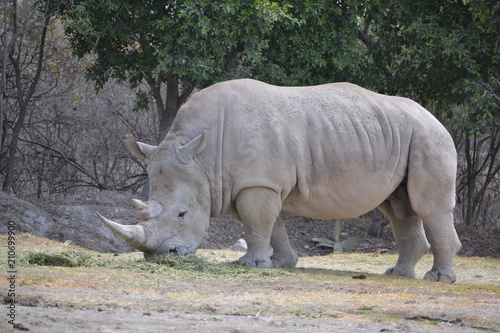 Rhinoceros