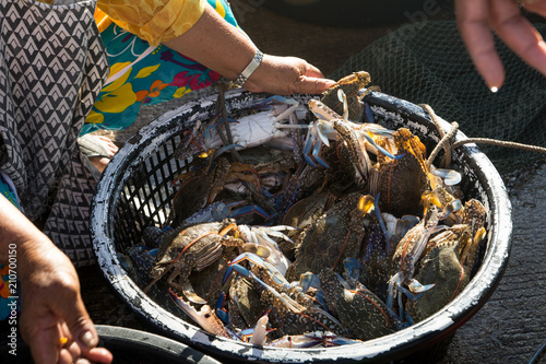 Woman prepare a BLUE SWIMMING CRAB in the basket for sale