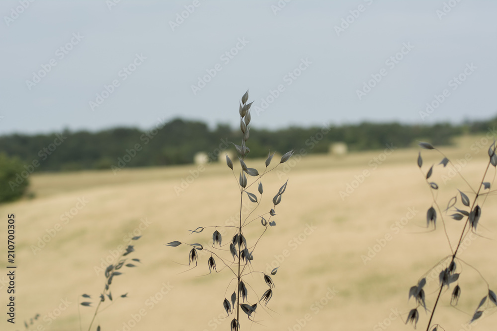 Grano