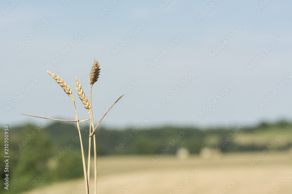 Grano