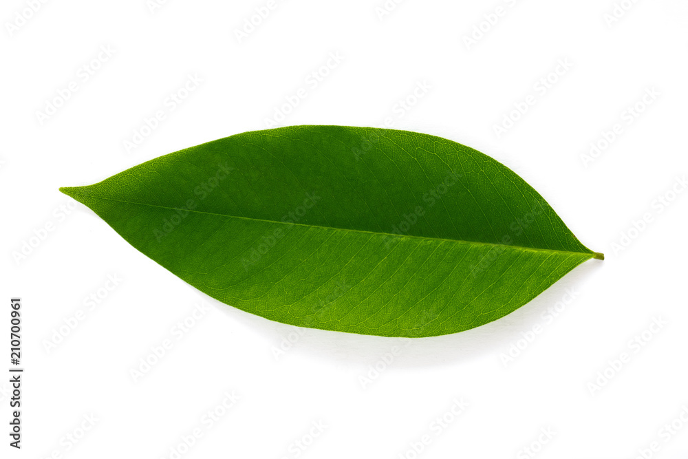 Fototapeta premium Green leaves on a white background