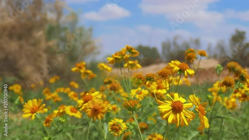 Yellow chrysanthemum coronarium at blue sky background in spring desert
