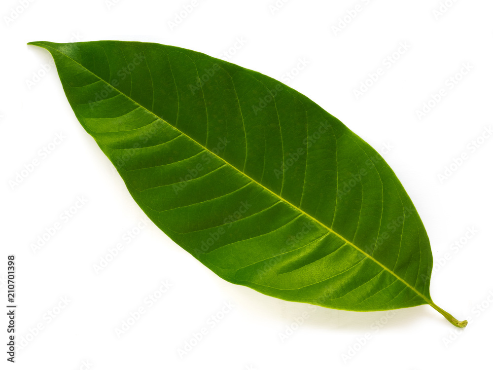 Fototapeta premium Green leaves on a white background