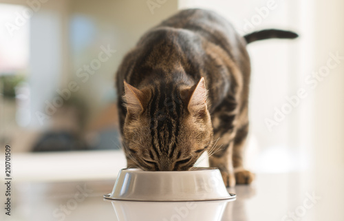 Beautiful feline cat eating on a metal bowl. Cute domestic animal.