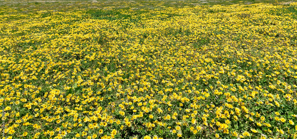 Obraz premium field of flowers