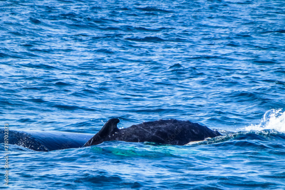 Fototapeta premium Dorsal fin on the Humpback whale. Dominican Republic.