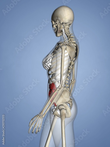 Small Intestine, Female Skeleton, 3D Human Model