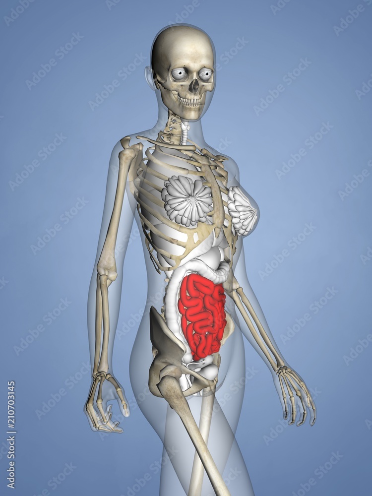 Small Intestine, Female Skeleton, 3D Human Model