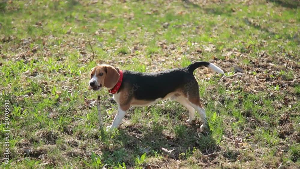 Funny beagle dog play on the green grass in sunny day. Funny beagle dog play on the green grass in sunny day.