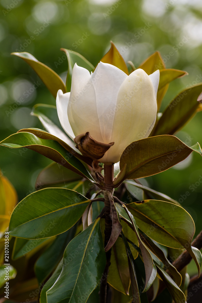 Obraz premium flower on black background